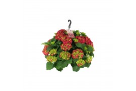 Hydrangea macr. hi fire Hydrangea macr. 27cm Rood Hangplant 20+ Bloem 