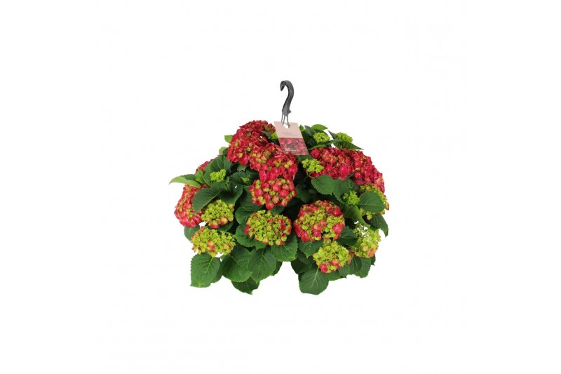 Hydrangea macr. hi fire Hydrangea macr. 27cm Rood Hangplant 20+ Bloem Hydrangea macr. hi fire Hydrangea macr. 27cm Rood Hangplant 20+ Bloem