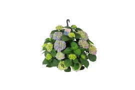 Hydrangea macr. hi river Hydrangea macr. 27cm Blauw Hangplant 20+ Bloe