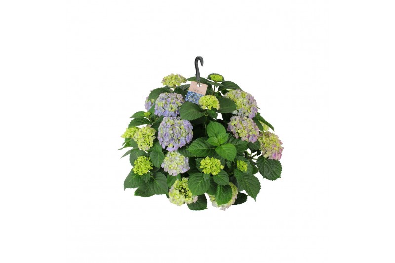 Hydrangea macr. hi river Hydrangea macr. 27cm Blauw Hangplant 20+ Bloe 