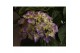 Hydrangea macr. hi river Hydrangea macr. 27cm Blauw Hangplant 20+ Bloe 