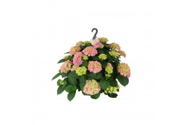 Hydrangea macr. hi river Hydrangea macr. 27cm Roze hangplant 20+ Bloem