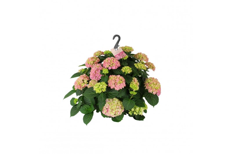 Hydrangea macr. hi river Hydrangea macr. 27cm Roze hangplant 20+ Bloem 