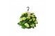 Hydrangea hi white sun Hydrangea macr. 27cm Wit Hangplant 20+ Bloem 15 