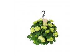 Hydrangea hi white sun Hydrangea macr. 27cm Wit Hangplant 20+ Bloem 15
