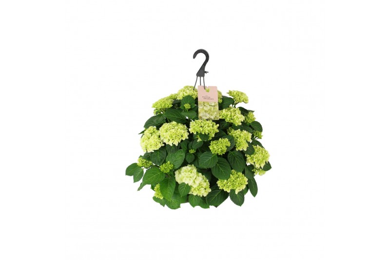 Hydrangea hi white sun Hydrangea macr. 27cm Wit Hangplant 20+ Bloem 15 