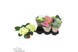 Hydrangea macr. mix Mix 2-3 Bloem