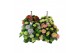 Hydrangea macr. Hydrangea macr. 27cm Mix 4 kleuren 20 bl. 7 pp 