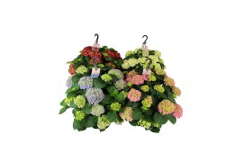 Hydrangea macr. Hydrangea macr. 27cm Mix 4 kleuren 20 bl. 7 pp