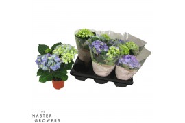 Hydrangea macr. early blue Blauw 2-3 Bloem