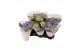 Hydrangea macr. early blue Blauw 2-3 Bloem 