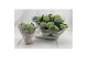 Hydrangea macr. early blue Blauw 2-3 Bloem 