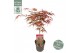 Acer palmatum peve dave 