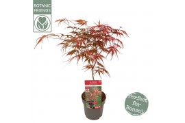 Acer palmatum peve dave