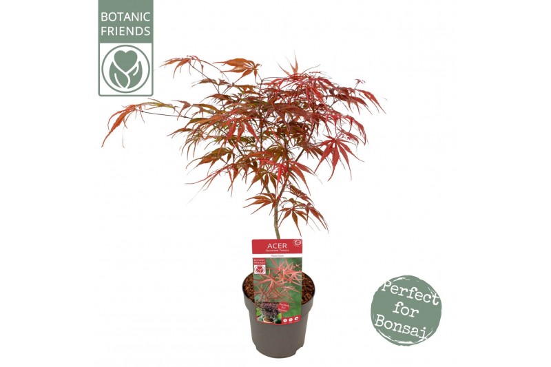 Acer palmatum peve dave 