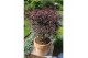Acer palmatum peve dave 