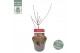 Acer palmatum peve dave 