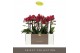 Phalaenopsis multiflora red lion 3 tak optimost 