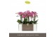 Phalaenopsis multiflora bubbles 3 tak optimost 