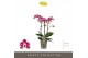 Phalaenopsis multiflora bubbles 3 tak optimost 