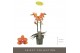 Phalaenopsis multiflora paprika Exclusivo - Paprika - 2 tak 