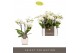 Phalaenopsis multiflora wit Optifriend Sandra 4 tak in Lazio White 