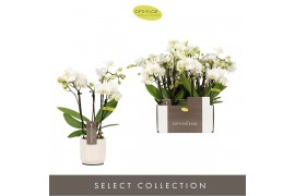 Phalaenopsis multiflora wit Optifriend Sandra 4 tak in Lazio White