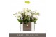 Phalaenopsis multiflora wit Optifriend Sandra 4 tak in Lazio White 