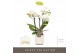 Phalaenopsis multiflora wit Optifriend Sandra 4 tak in Lazio White 