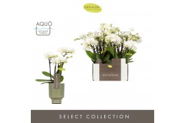 Phalaenopsis multiflora wit Optifriend Sandra 4 tak in Emilia Green Aq