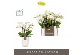 Phalaenopsis multiflora wit Optifriend Sandra 4 tak in Molise White Aq