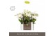 Phalaenopsis multiflora wit Optifriend Sandra 4 tak in Molise White Aq 