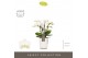 Phalaenopsis multiflora wit Optifriend Sandra 4 tak in Molise White Aq 