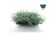 Sedum sieboldii 