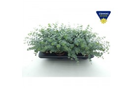 Sedum sieboldii