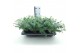 Sedum sieboldii 