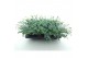 Sedum sieboldii 