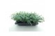 Sedum sieboldii 