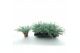 Sedum sieboldii 