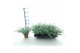 Sedum sieboldii 