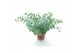 Sedum sieboldii 