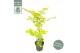 Acer shirasawanum jordan 