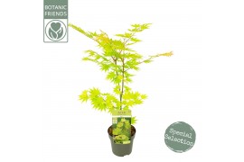 Acer shirasawanum jordan