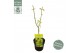 Acer shirasawanum jordan 