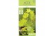 Acer shirasawanum jordan 