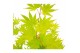 Acer shirasawanum jordan 