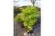 Acer shirasawanum jordan 