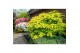 Acer shirasawanum jordan 