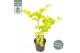 Acer shirasawanum aureum 