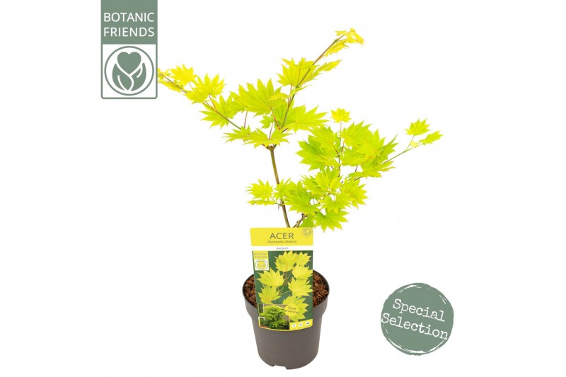 Acer shirasawanum aureum 